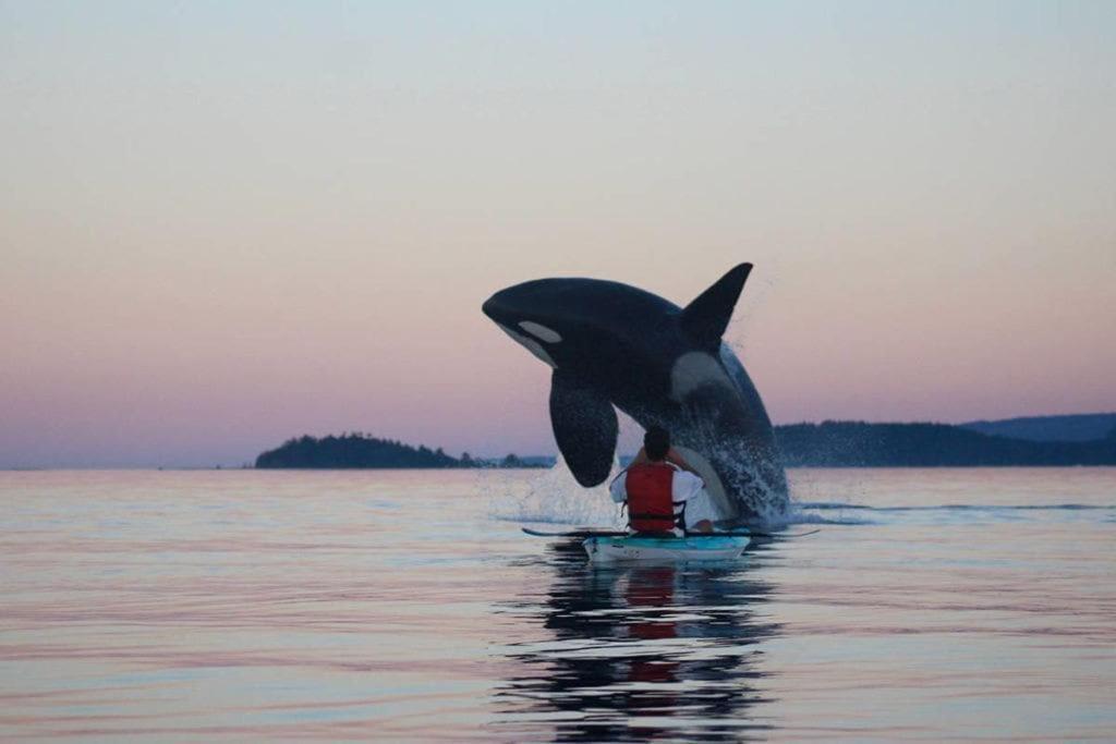 Seagull Studio Vacation Suite Sooke Buitenkant foto