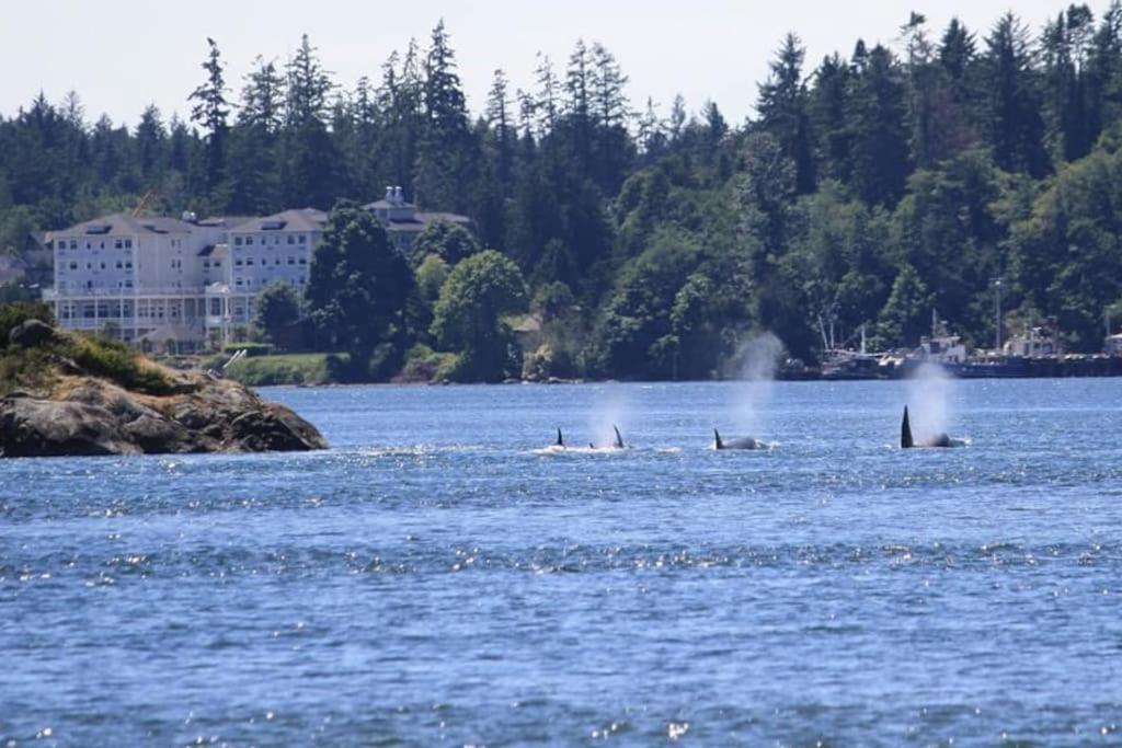 Seagull Studio Vacation Suite Sooke Buitenkant foto